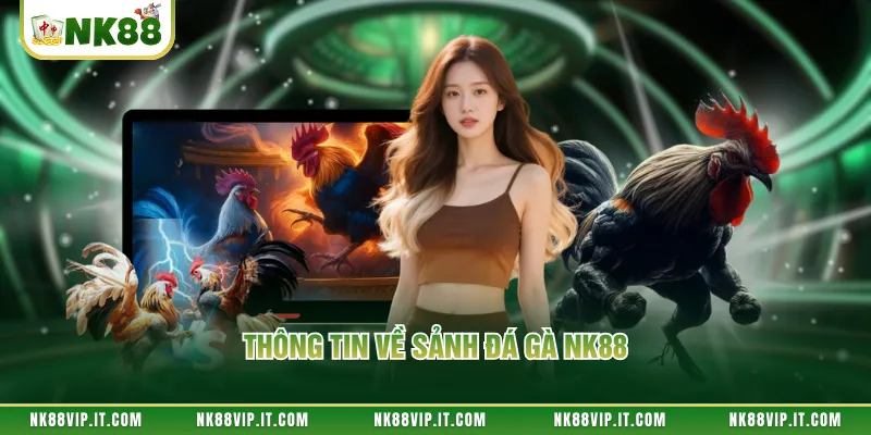 Thông tin về sảnh đá gà NK88
